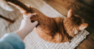 Impfschutz für deine Katze: Welche Impfungen sind wichtig?