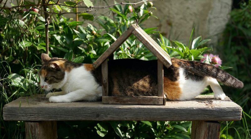 Katzen und Vögel: Harmonie zwischen Stubentiger und Gartenwelt