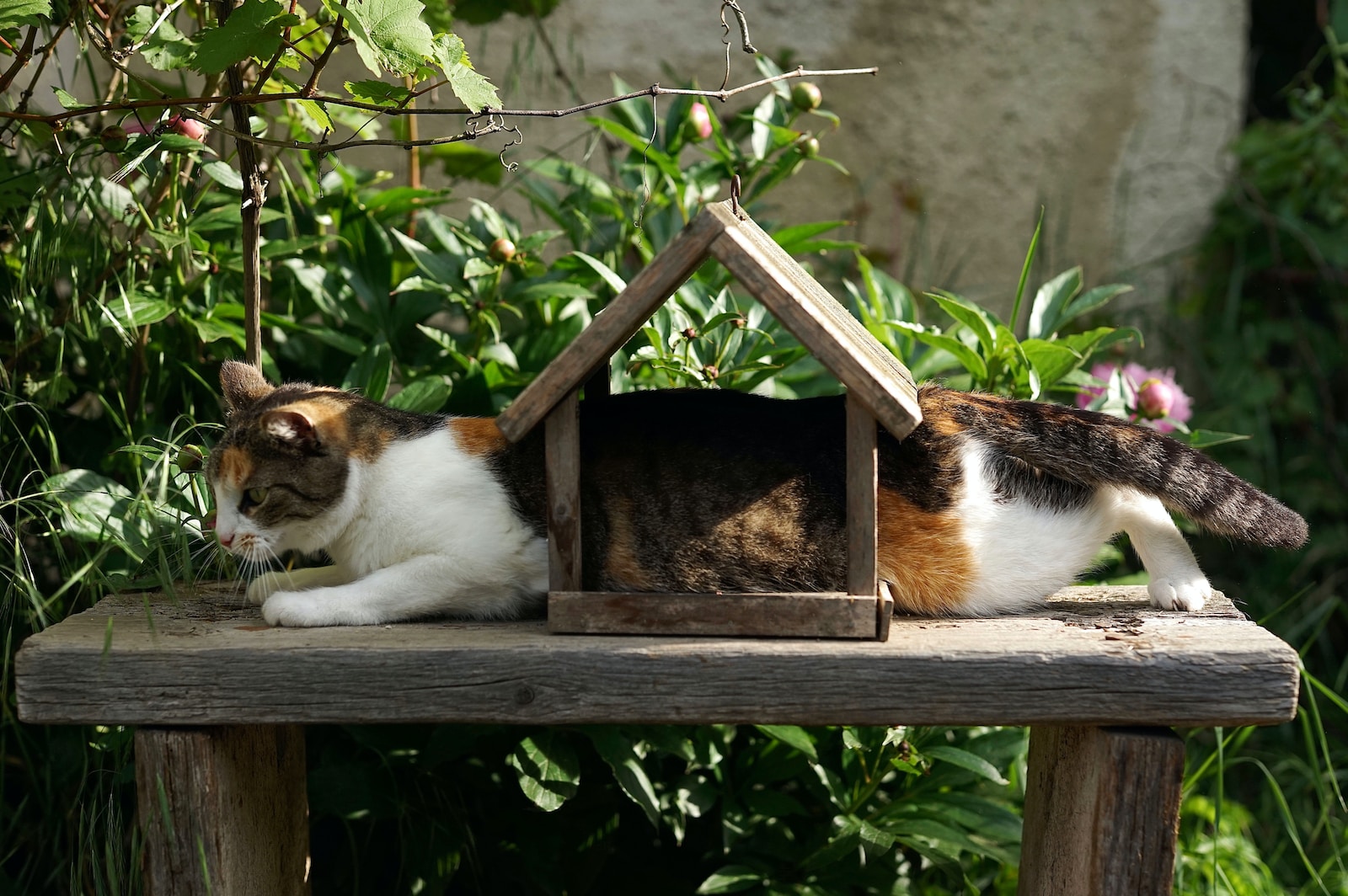 Katzen und Vögel: Harmonie zwischen Stubentiger und Gartenwelt