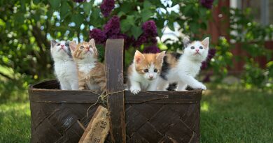 Stressfreier Tierarztbesuch: Tipps für den Katzen-Transport