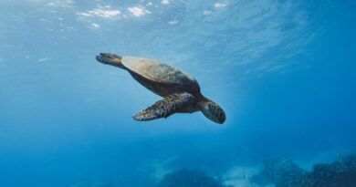 Schildkröten: Die stillen Beobachter der Meere