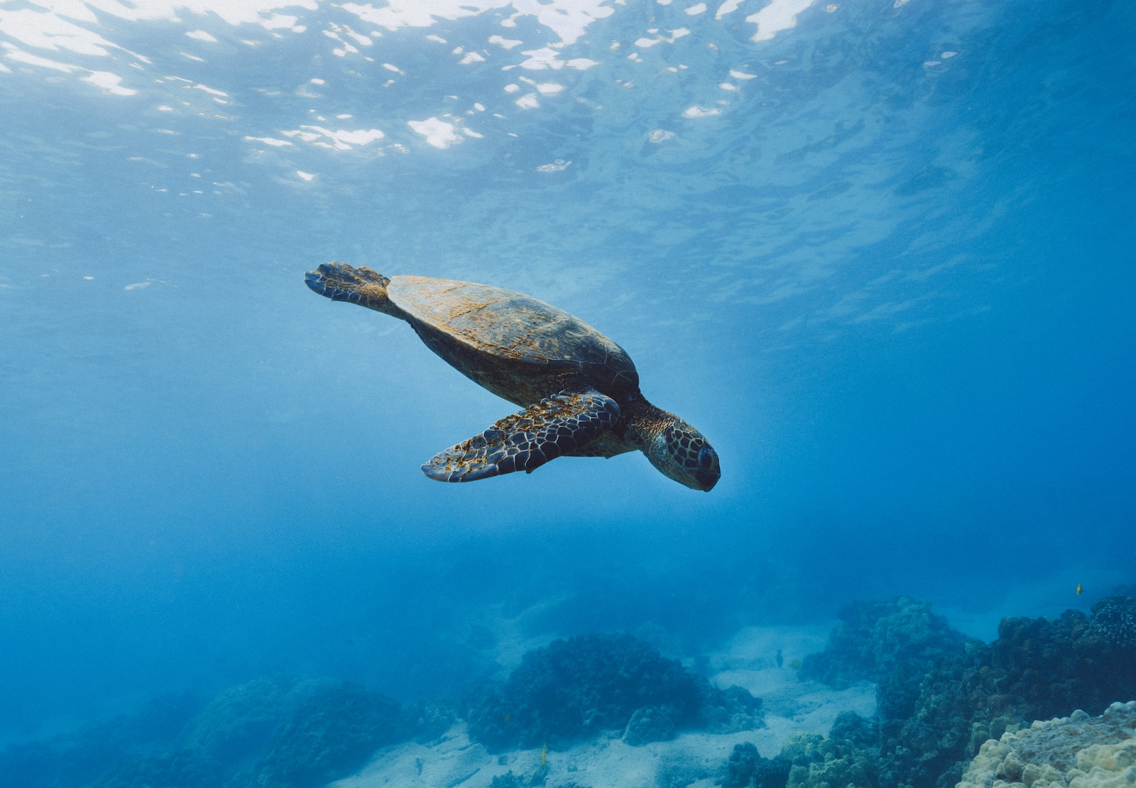 Schildkröten: Die stillen Beobachter der Meere