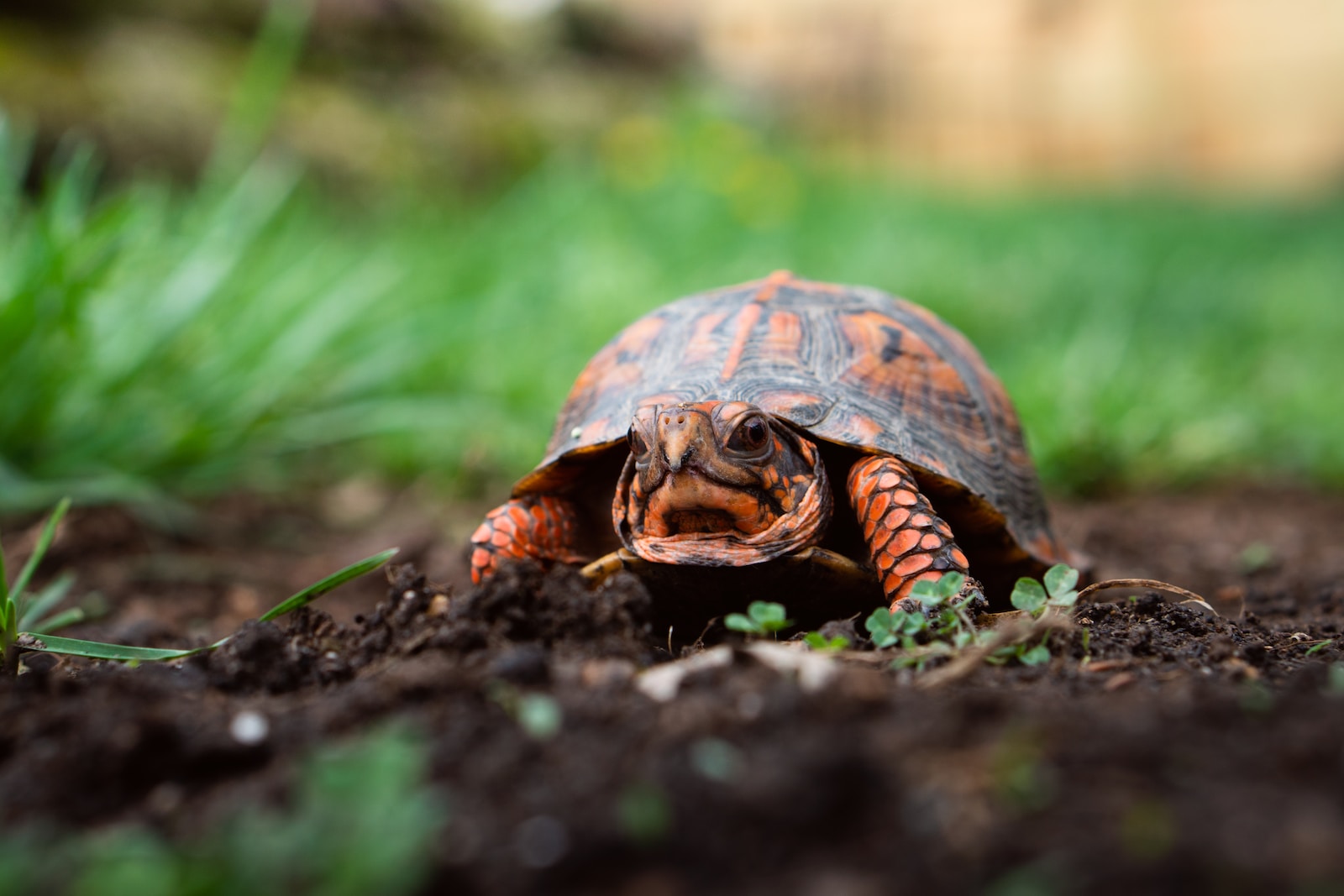 Die faszinierende Welt der Schildkröten: Eine Einführung