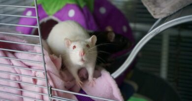Ratten als Forschungstiere: Eine umfassende Analyse ihrer Bedeutung in der Wissenschaft