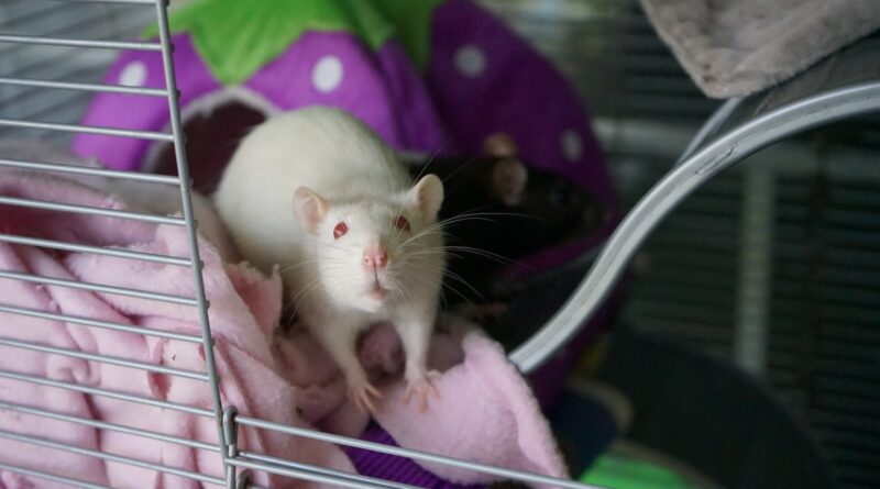 Ratten als Forschungstiere: Eine umfassende Analyse ihrer Bedeutung in der Wissenschaft