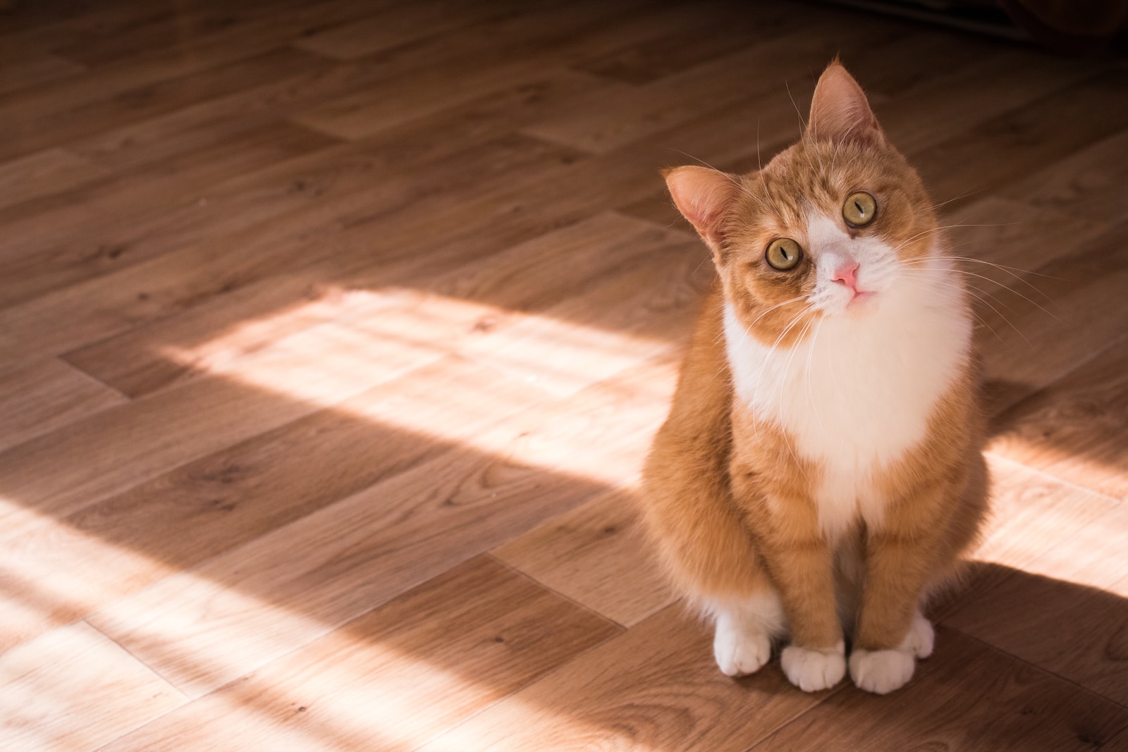 Urinmarkierungen bei Katzen: Ursachen und Lösungen für dieses Verhalten