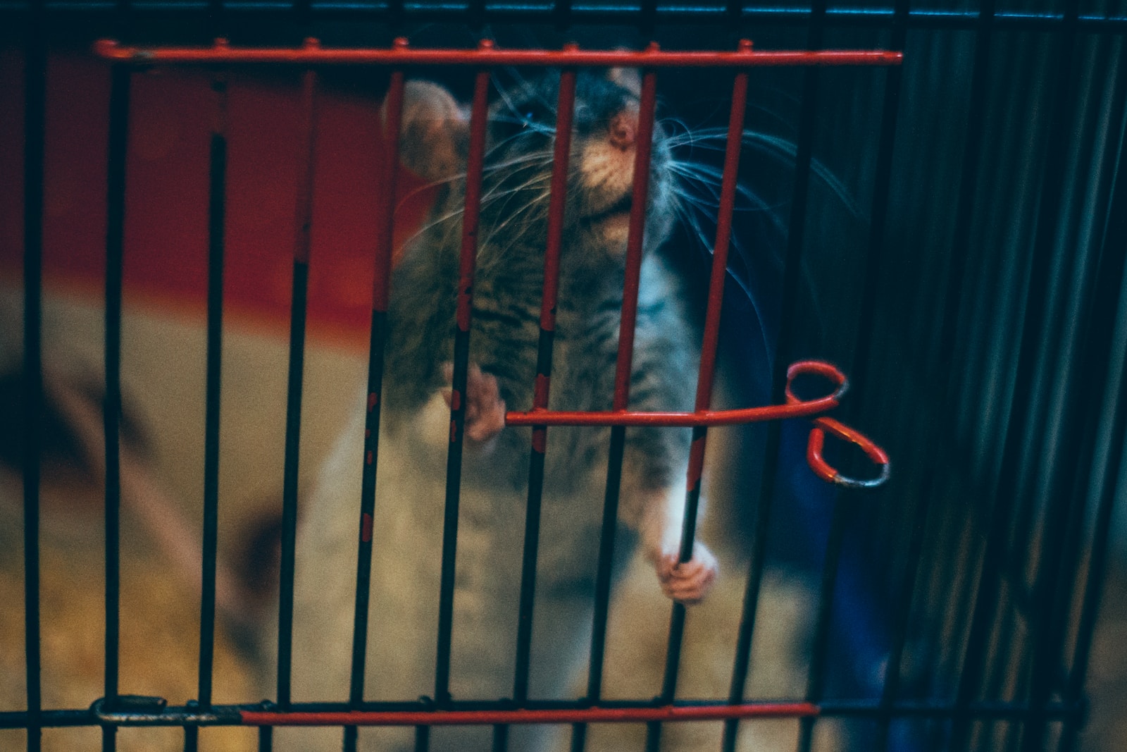 Tipps zur Auswahl des perfekten Heims für Rattenkäfige