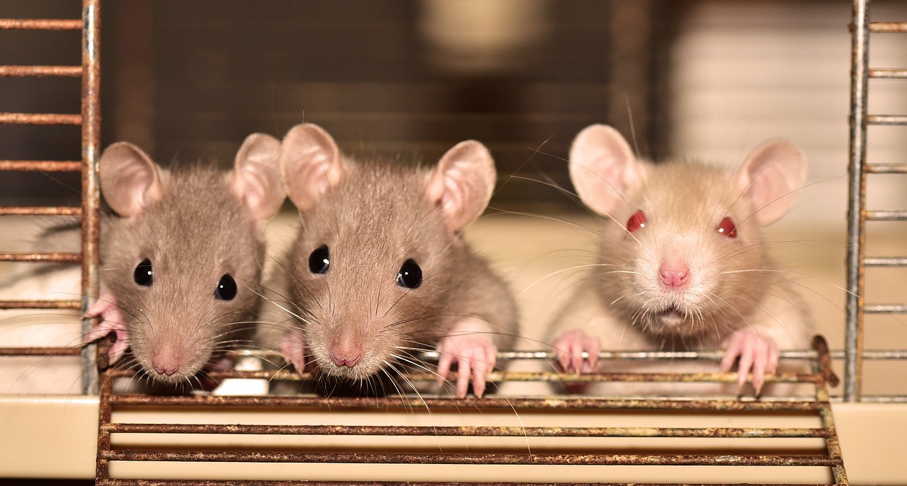 Rattenforschung: Neue Erkenntnisse und Entwicklungen