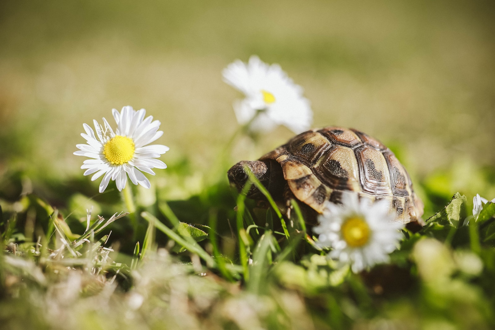 Die erstaunliche Anpassungsfähigkeit von Schildkröten: Meister der Evolution