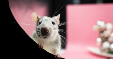 Rattenverhalten: Faszinierende Einblicke in die Natur der Nager