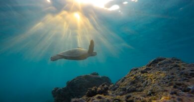 Schildkröten und ihr wertvoller Beitrag zum Ökosystem