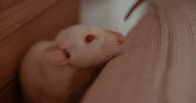 Die Kunst der Rattenzucht: Von der Planung bis zur Aufzucht