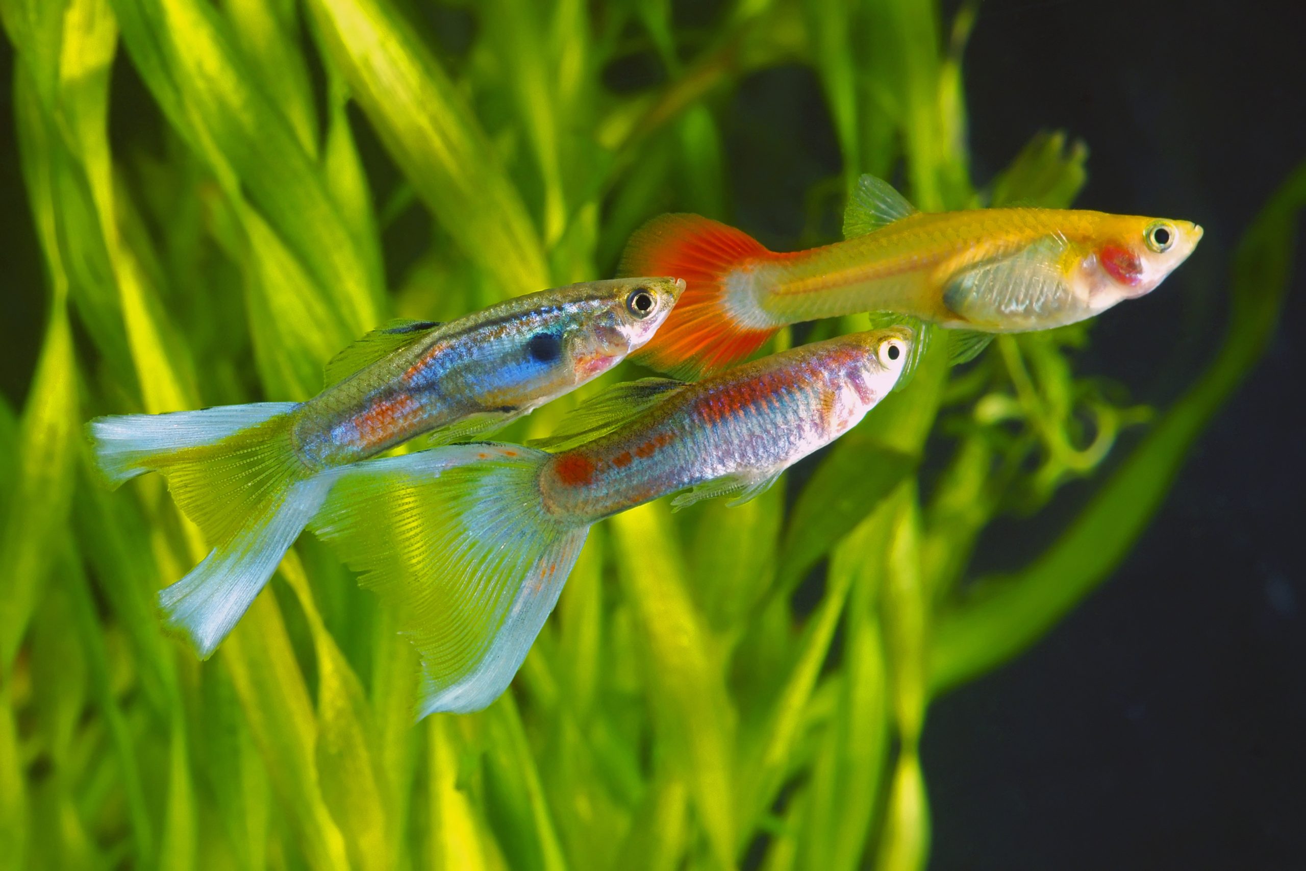 Guppy Fische im Aquarium