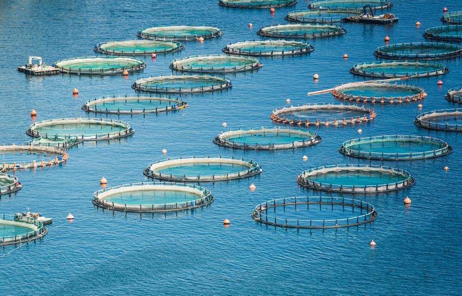 Aquakultur im offenen Meer