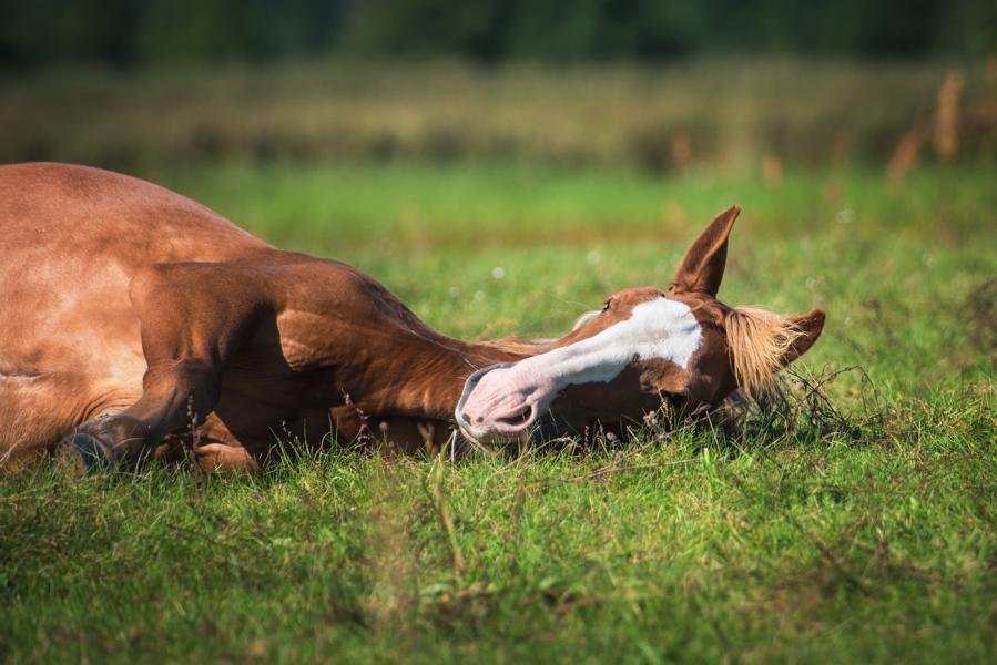 Pferd auf der Weide am entspannen