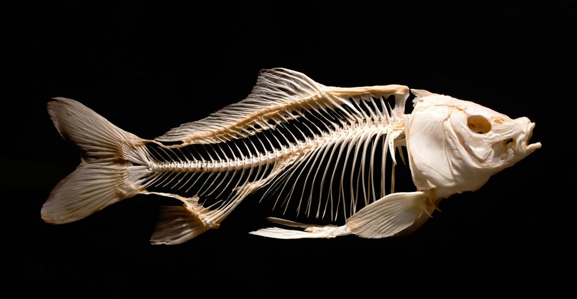 Anatomie eines Fisch