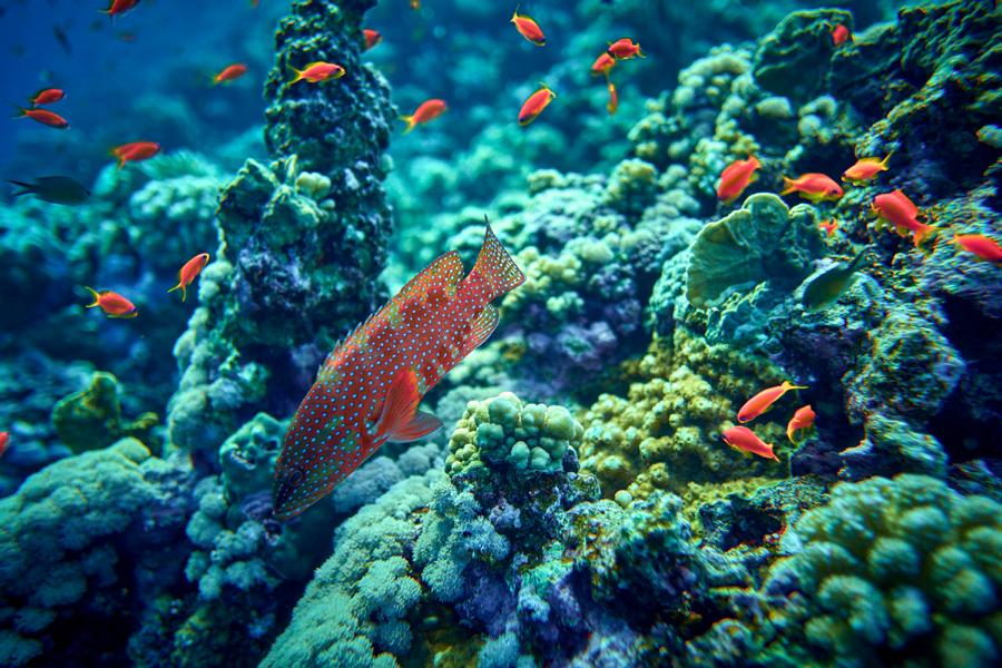 Geschlecht vom Fisch herausfinden