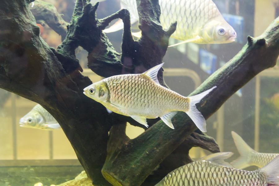 Fisch im Aquarium am schwimmen