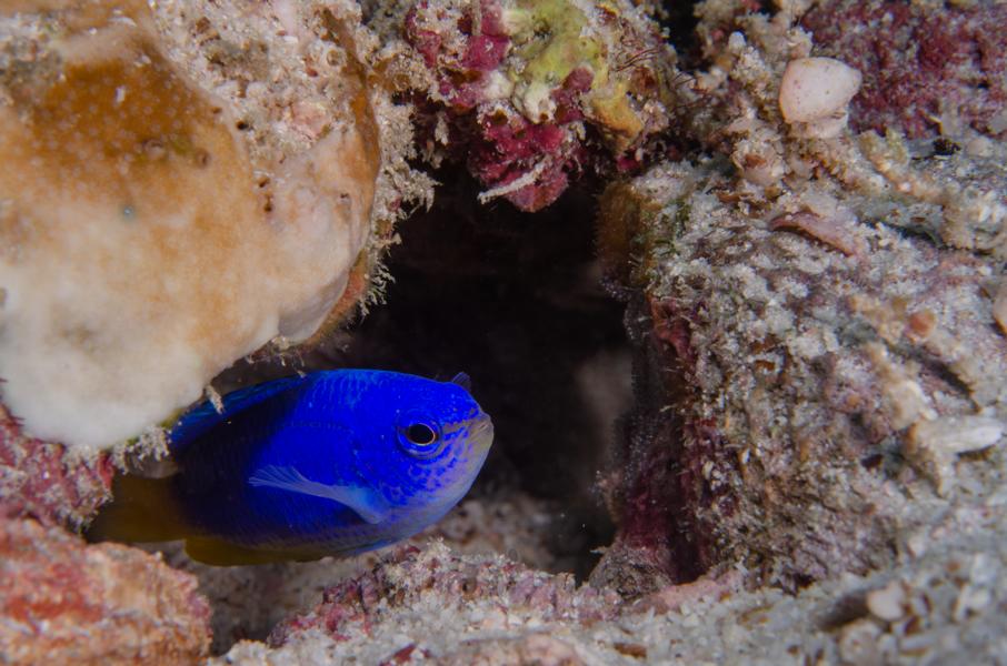 Fisch im Aquarium in seinem Versteck