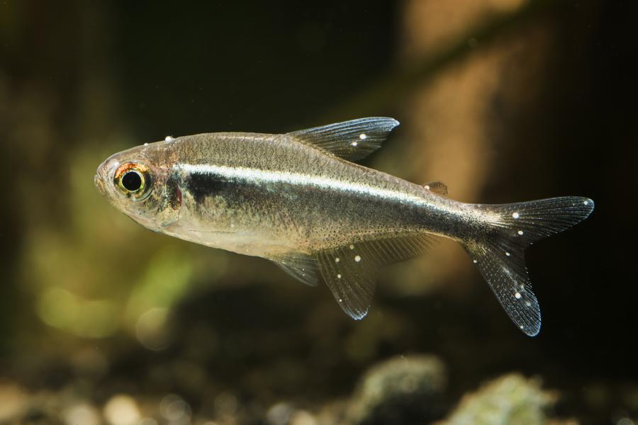 Kranker Fisch im Aquarium