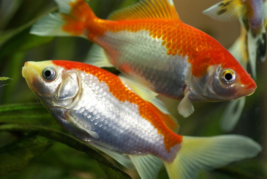 Kalt und Warmwasserfische im Aquarium