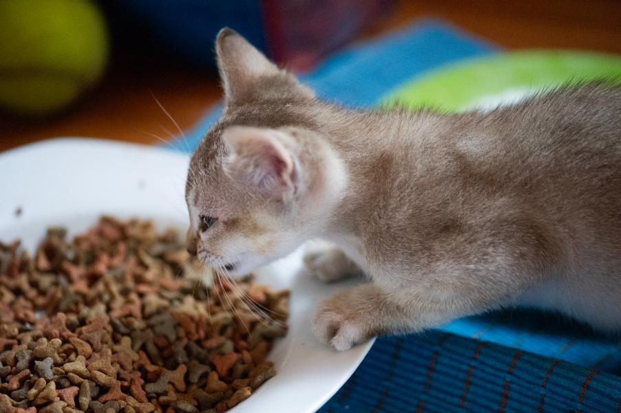 Katze am fressen am neuen Futterplatz