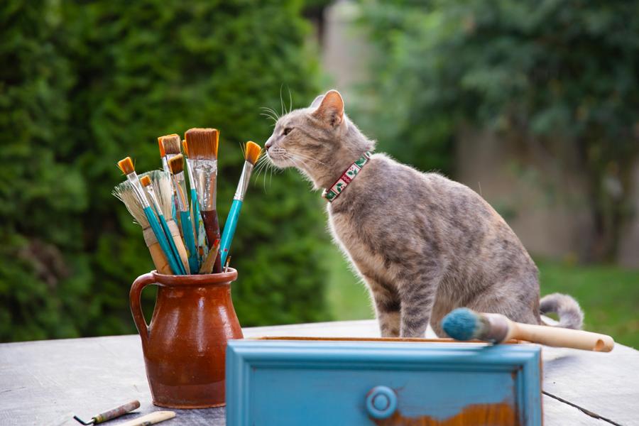 Katze schnuppert an Malstiften