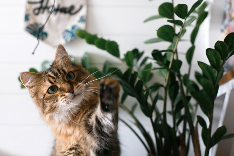 Katze neugierig vor einer Zimmerpflanze