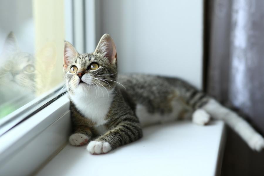 Katze neugierig am Fenster