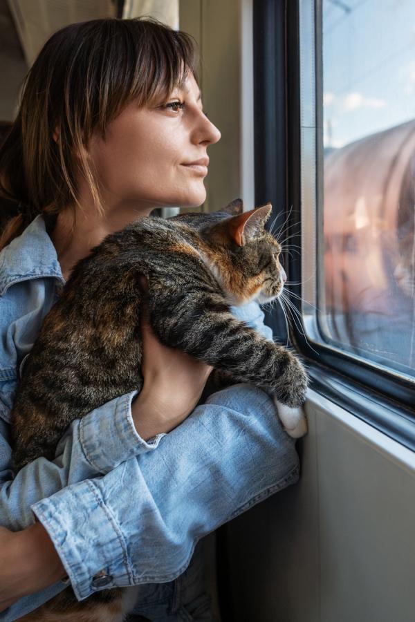 Katze im Zug auf einem Abenteuer