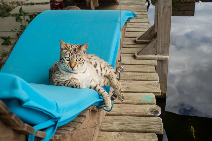 Katze liegt auf einer Liege im Garten vor dem Teich