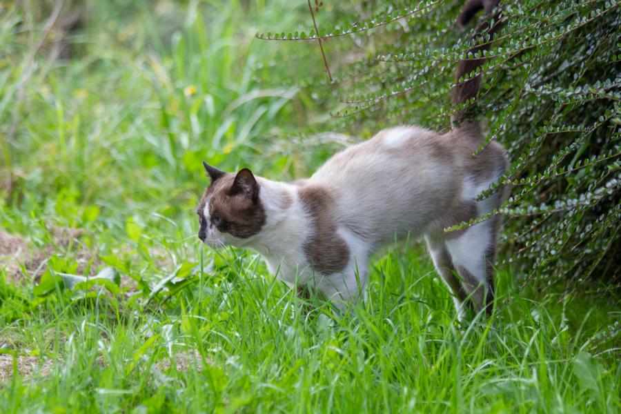 Katze die ihr revier am markieren ist