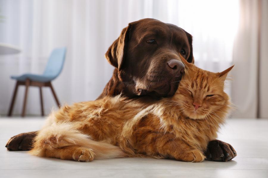 Katze und Hund friedlich miteinander