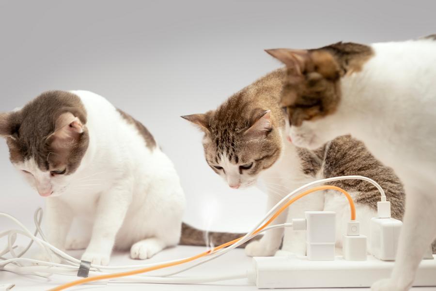 Katzen schauen begeistert einen Kabel an