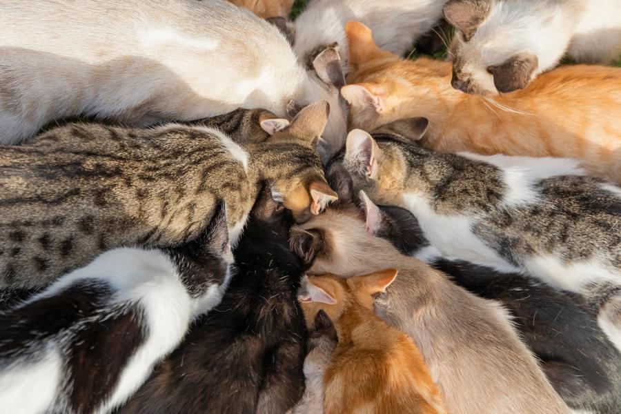 Viele verschiedene Katzen im Kreis