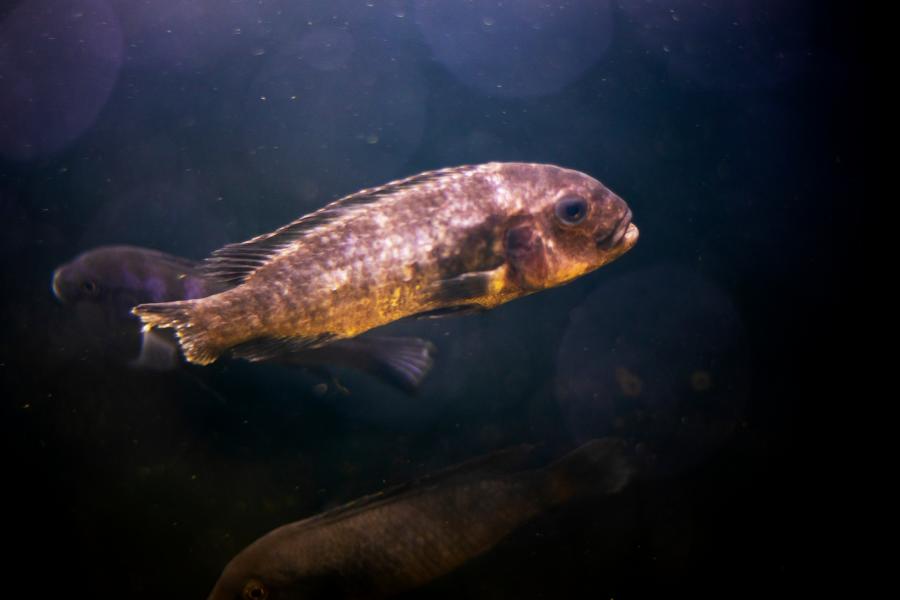 Kranker Fisch im Aquarium