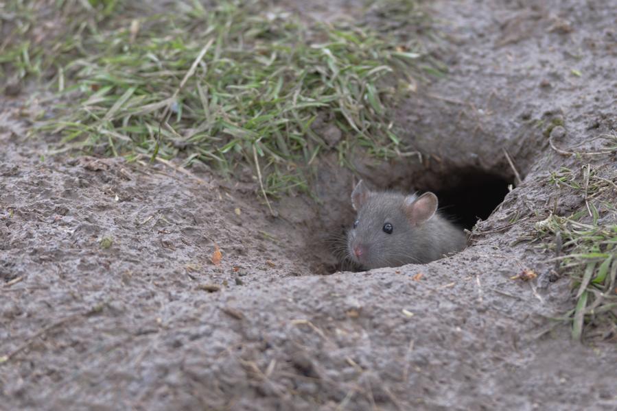 Norwegische Ratte in der Natur