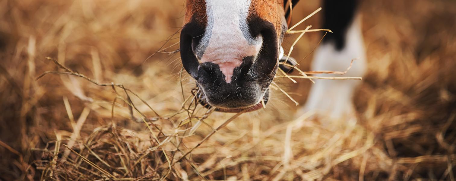 Pferd am fressen in der Übergangszeit