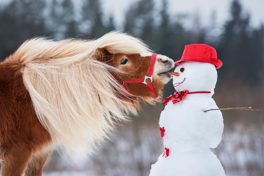 Pferd im Winter isst eine Möhre