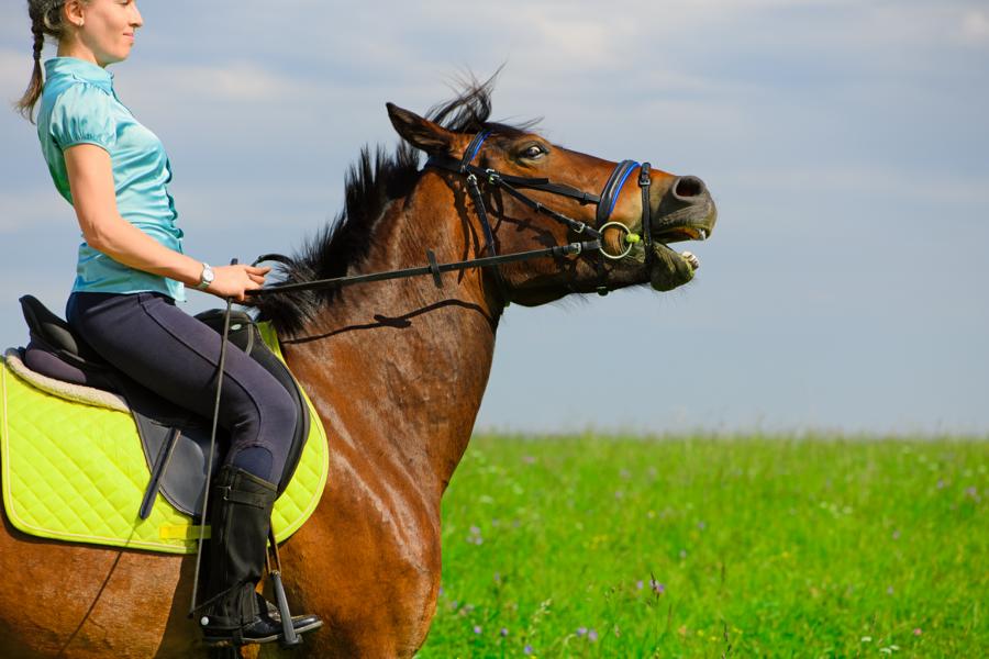 Nervöses Pferd beim Ausritt