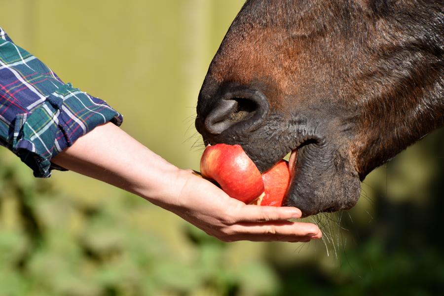 Pferd isst einen gesunden Apfel