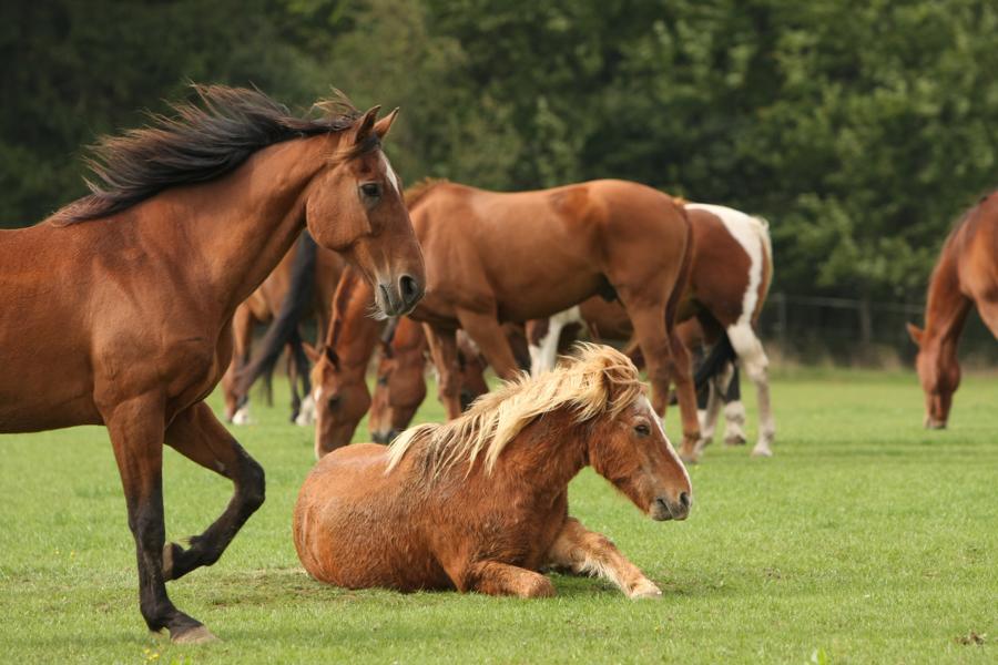 Glückliche Pferde auf der Weide