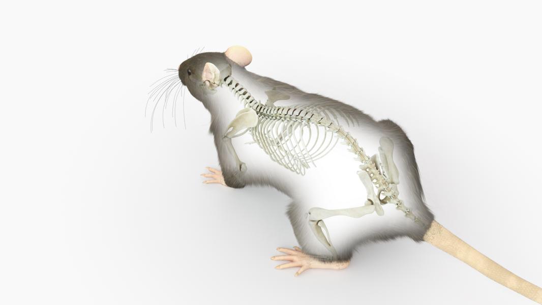 Anatomie einer Ratte