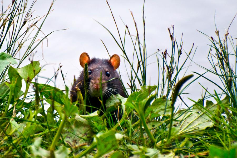 Ratte in der Natur