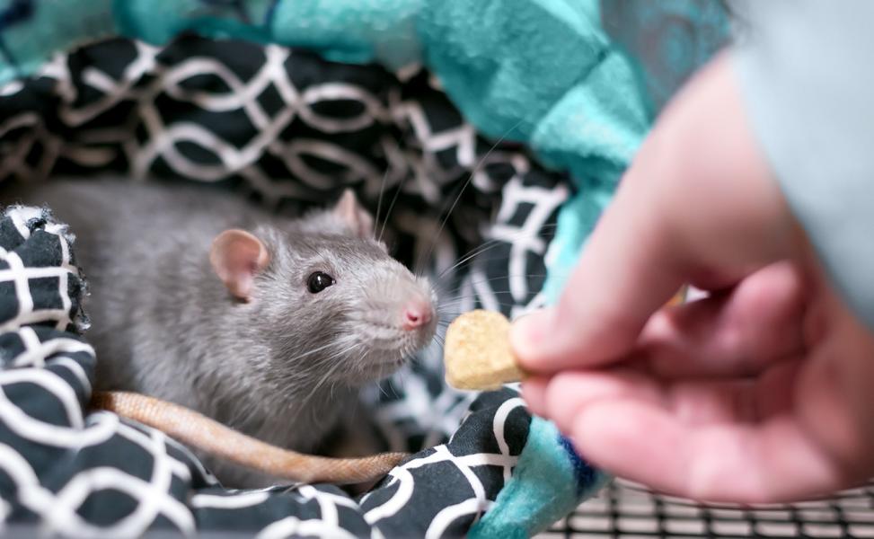 Faszinierende Ratte die sich an den Menschen gewöhnt hat