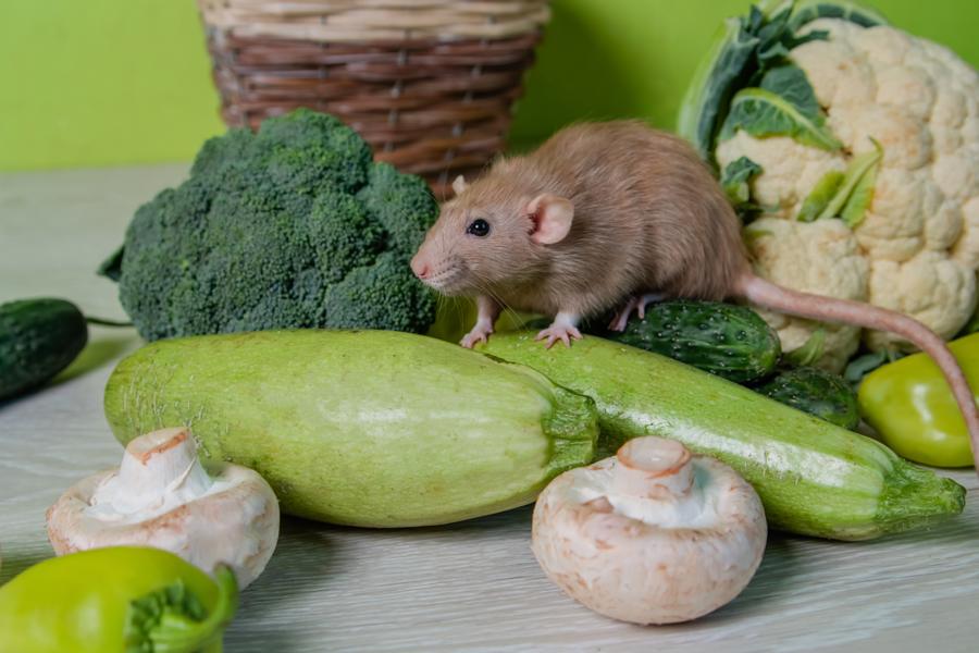 Ratte die sich gesund ernährt