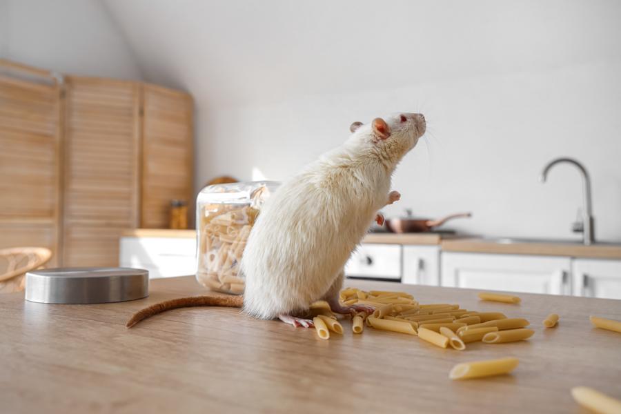 Ratte vor einem Nudelglas