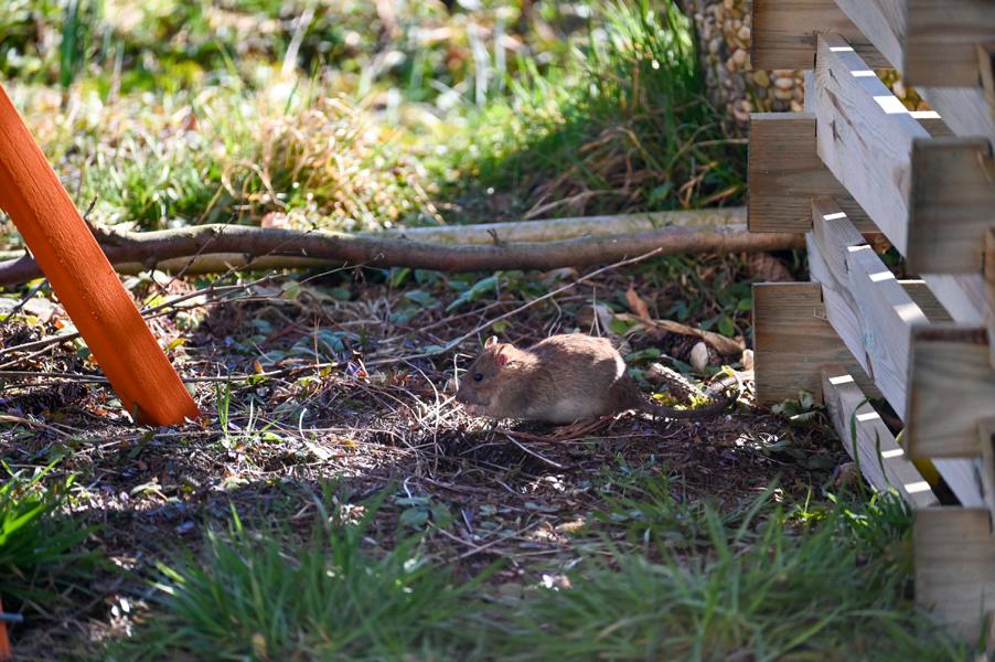 Ratte in einem Garten am laufen