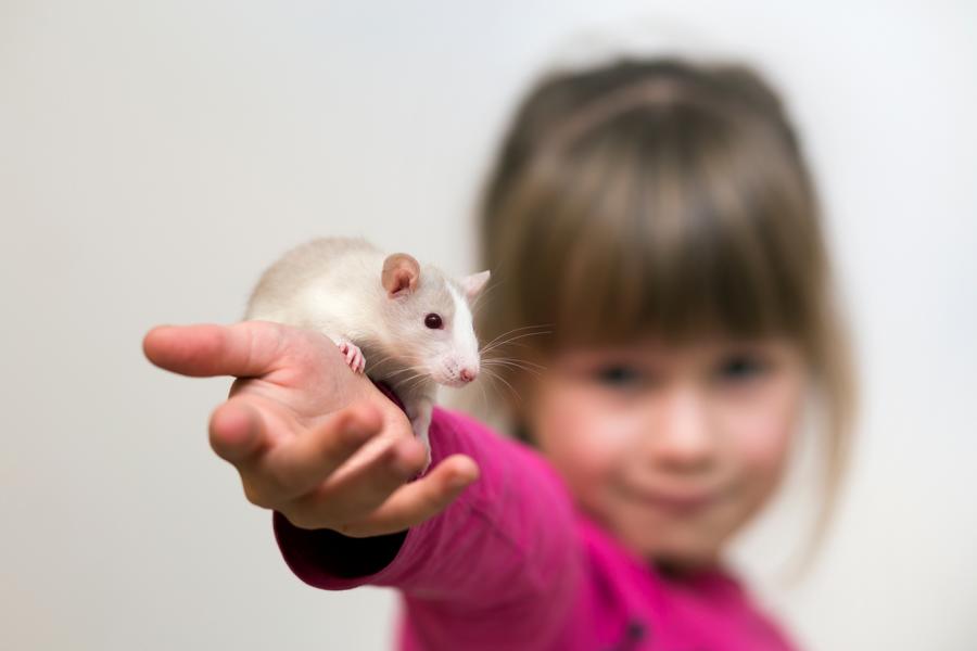 Ratte in der Hand eines kleinen Kind