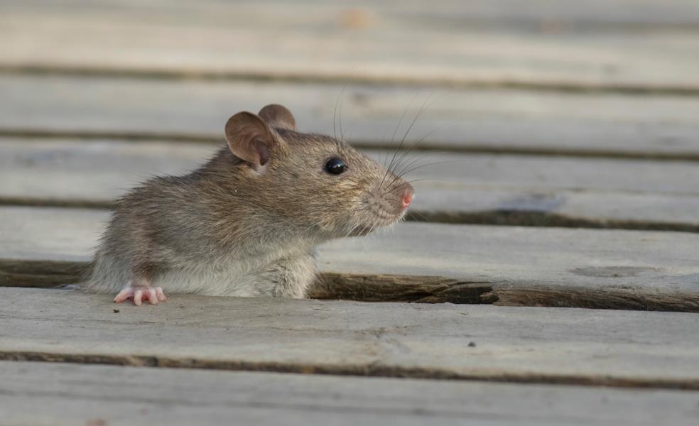 Ratte die unter einer Holzdiele lebt